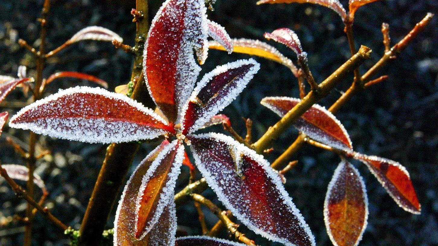 Nicht der Frost tötet, sondern der Durst: Immergrüne Gartenpflanzen brauchen auch im Winter Wasser.