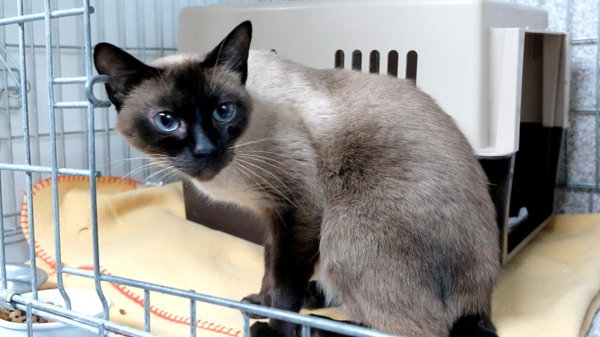 Auch der Siamkater „Andy“ braucht wieder ein neues Zuhause. „Andy“ war bereits einmal vermittelt, aber nach knapp drei Wochen sauste er durch die geöffnete Haustür und weg war er. Nach etwa weiteren drei Wochen konnte „Andy“ gesichert werden, aber nachdem er sich offenbar in seinem letzten Zuhause nicht eingewöhnen konnte, wird für den etwa fünf bis sechs Jahre alten Kater ein neues Zuhause gesucht bei Menschen, die nicht den ganzen Tag außer Haus sind und die viel Katzenerfahrung haben. Denn „Andy“ ist absolut nicht pflegeleicht. Oft ist er missgelaunt, dann knurrt er und irgendwie macht er den Eindruck eines Eigenbrötlers. „Andy“ braucht im neuen Zuhause, das verkehrsberuhigt liegen sollte, wieder Freigang, doch Voraussetzung dafür ist, dass er zu seinen neuen Besitzern bis dahin wirklich eine gute, feste Bindung aufbauen konnte. Um die Ausbreitung der Pandemie nicht zu fördern und um unsere Mitarbeiter und Besucher zu schützen, wurde das Tierheim Neumarkt komplett für Besucher, Gassigeher und Katzenstreichler geschlossen. Um den Tieren jedoch nicht die Chance auf ein neues Zuhause zu verbauen, finden Tiervermittlung und Beratung dennoch telefonisch beziehungsweise nach vorheriger Terminvereinbarung zwischen 14.30 und 17 Uhr unter Telefon (0 91 81) 2 28 62 statt. In Notfällen und im Falle von Fundtieren ist das Tierheim ebenfalls unter dieser Telefonnummer erreichbar. Hier geht es zur Internet-Seite des Tierheims
Auch der Siamkater „Andy“ braucht wieder ein neues Zuhause. „Andy“ war bereits einmal vermittelt, aber nach knapp drei Wochen sauste er durch die geöffnete Haustür und weg war er. Nach etwa weiteren drei Wochen konnte „Andy“ gesichert werden, aber nachdem er sich offenbar in seinem letzten Zuhause nicht eingewöhnen konnte, wird für den etwa fünf bis sechs Jahre alten Kater ein neues Zuhause gesucht bei Menschen, die nicht den ganzen Tag außer Haus sind und die viel Katzenerfahrung haben. Denn „Andy“ ist absolut nicht pflegeleicht. Oft ist er missgelaunt, dann knurrt er und irgendwie macht er den Eindruck eines Eigenbrötlers. „Andy“ braucht im neuen Zuhause, das verkehrsberuhigt liegen sollte, wieder Freigang, doch Voraussetzung dafür ist, dass er zu seinen neuen Besitzern bis dahin wirklich eine gute, feste Bindung aufbauen konnte. Um die Ausbreitung der Pandemie nicht zu fördern und um unsere Mitarbeiter und Besucher zu schützen, wurde das Tierheim Neumarkt komplett für Besucher, Gassigeher und Katzenstreichler geschlossen. Um den Tieren jedoch nicht die Chance auf ein neues Zuhause zu verbauen, finden Tiervermittlung und Beratung dennoch telefonisch beziehungsweise nach vorheriger Terminvereinbarung zwischen 14.30 und 17 Uhr unter Telefon (0 91 81) 2 28 62 statt. In Notfällen und im Falle von Fundtieren ist das Tierheim ebenfalls unter dieser Telefonnummer erreichbar. Hier geht es zur Internet-Seite des Tierheims