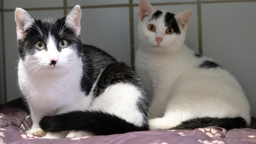 Schon wieder wurden zwei schwarz-weiße Katzen aus dem ländlichen Randbereich von Neumarkt, aus Lippertshofen, ins Tierheim Neumarkt gebracht. Einer der Landwirte dort lässt seine Katzen nicht kastrieren, sie vermehren sich ungehindert, stromern durch die Nachbarschaft, und wenn die Katzen dann in einem Alter sind, in dem sie fast schon selbst wieder Nachwuchs bekommen können, werden sie durch Anwohner eingefangen und im Tierheim abgeliefert. So entwickelt sich Lippertshofen langsam zu einer Art Haus- und Hoflieferant in puncto scheuer, halb verwilderter Katzen, die den Pflegern im Tierheim auf viele Monate hinaus eine Engelsgeduld abfordern, um sie langsam an die Hand zu gewöhnen, damit sie sich anfassen lassen und damit man diese Wildlinge eines Tages als Familienkatzen auch vermitteln kann. Wer weiß, wem dieses im April 2021 geborene Katzenpärchen gehört, darf sich gerne im Tierheim melden, damit zukünftige Katzenlieferungen eventuell noch rechtzeitig abgewendet werden können. Um die Ausbreitung der Pandemie nicht zu fördern und um unsere Mitarbeiter und Besucher zu schützen, wurde das Tierheim Neumarkt komplett für Besucher, Gassigeher und Katzenstreichler geschlossen. Um den Tieren jedoch nicht die Chance auf ein neues Zuhause zu verbauen, finden Tiervermittlung und Beratung dennoch telefonisch beziehungsweise nach vorheriger Terminvereinbarung zwischen 14.30 und 17 Uhr unter Telefon (0 91 81) 2 28 62 statt. In Notfällen und im Falle von Fundtieren ist das Tierheim ebenfalls unter dieser Telefonnummer erreichbar. Hier geht es zur Internet-Seite des Tierheims
Schon wieder wurden zwei schwarz-weiße Katzen aus dem ländlichen Randbereich von Neumarkt, aus Lippertshofen, ins Tierheim Neumarkt gebracht. Einer der Landwirte dort lässt seine Katzen nicht kastrieren, sie vermehren sich ungehindert, stromern durch die Nachbarschaft, und wenn die Katzen dann in einem Alter sind, in dem sie fast schon selbst wieder Nachwuchs bekommen können, werden sie durch Anwohner eingefangen und im Tierheim abgeliefert. So entwickelt sich Lippertshofen langsam zu einer Art Haus- und Hoflieferant in puncto scheuer, halb verwilderter Katzen, die den Pflegern im Tierheim auf viele Monate hinaus eine Engelsgeduld abfordern, um sie langsam an die Hand zu gewöhnen, damit sie sich anfassen lassen und damit man diese Wildlinge eines Tages als Familienkatzen auch vermitteln kann. Wer weiß, wem dieses im April 2021 geborene Katzenpärchen gehört, darf sich gerne im Tierheim melden, damit zukünftige Katzenlieferungen eventuell noch rechtzeitig abgewendet werden können. Um die Ausbreitung der Pandemie nicht zu fördern und um unsere Mitarbeiter und Besucher zu schützen, wurde das Tierheim Neumarkt komplett für Besucher, Gassigeher und Katzenstreichler geschlossen. Um den Tieren jedoch nicht die Chance auf ein neues Zuhause zu verbauen, finden Tiervermittlung und Beratung dennoch telefonisch beziehungsweise nach vorheriger Terminvereinbarung zwischen 14.30 und 17 Uhr unter Telefon (0 91 81) 2 28 62 statt. In Notfällen und im Falle von Fundtieren ist das Tierheim ebenfalls unter dieser Telefonnummer erreichbar. Hier geht es zur Internet-Seite des Tierheims