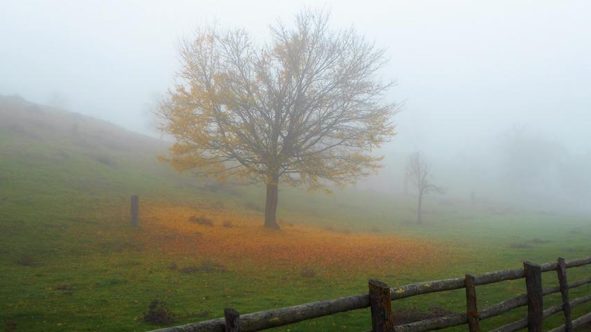 Nebel und herbstliche Stimmung in den Weinbergen rund um Volkach.