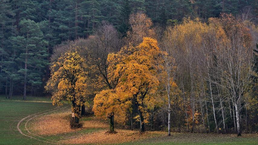 Ahorn und Birke lassen ihre letzten farbkräftigen Blätterkleider fallen. Fotografiert im Bereich der "Frankenpfalz" direkt neben der B14 nach Oberlangenfeld.
