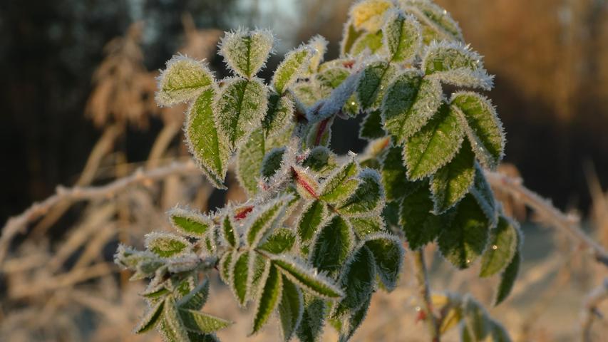 Der erste Frost verzaubert die Natur. Bild vom Morgenspaziergang in den Fürther Regnitzauen.