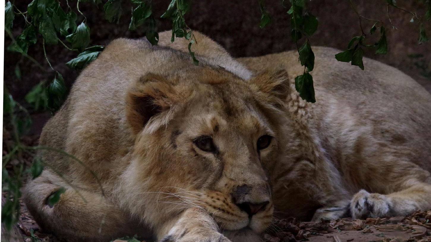 Wer Löwin Aarany im Tiergarten sehen will, muss 2022 mehr bezahlen.
Wer Löwin Aarany im Tiergarten sehen will, muss 2022 mehr bezahlen.