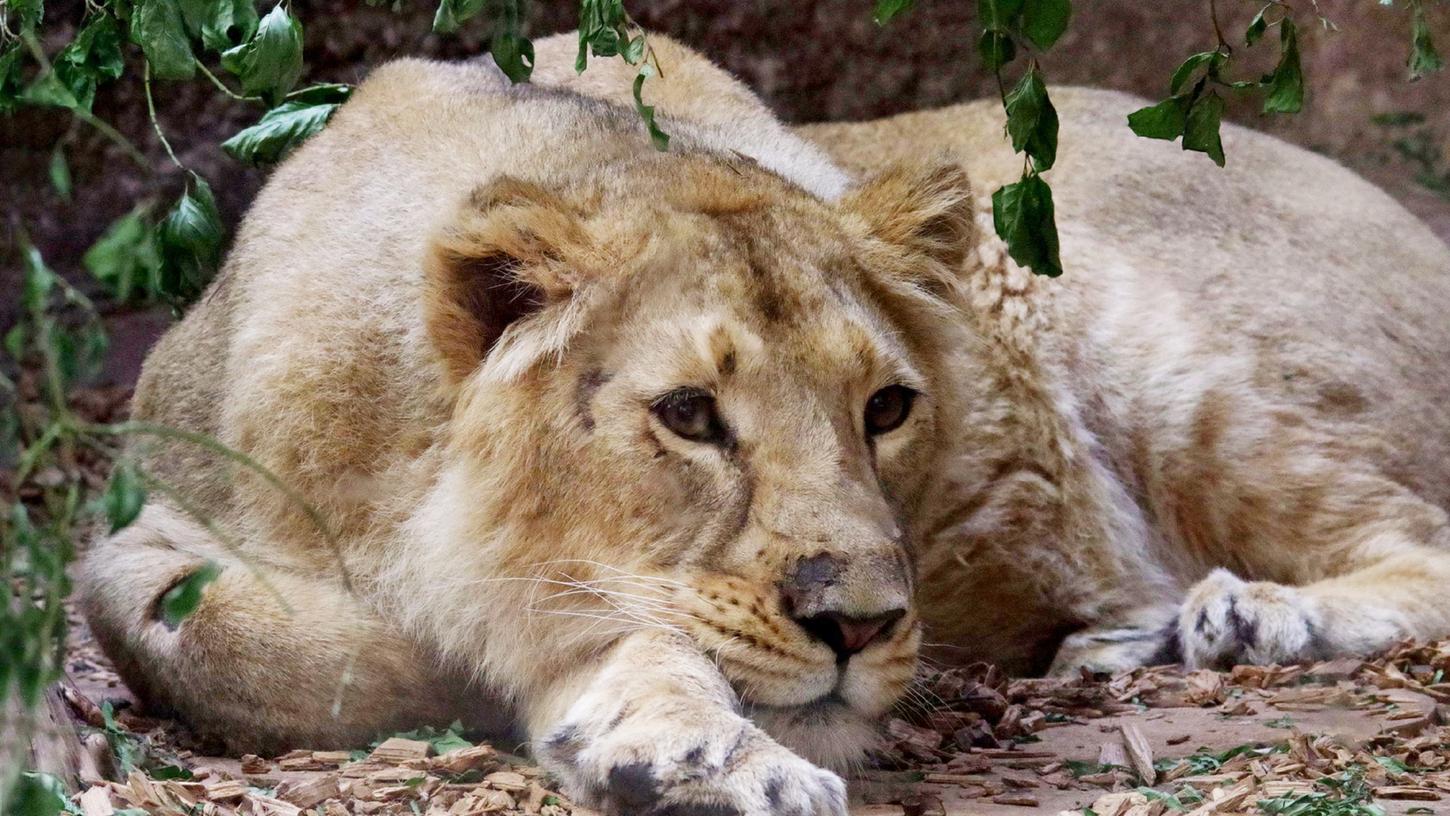Aarany hat sich im Nürnberger Tiergarten zurückgezogen. Erwartet die Löwin Jungtiere? 