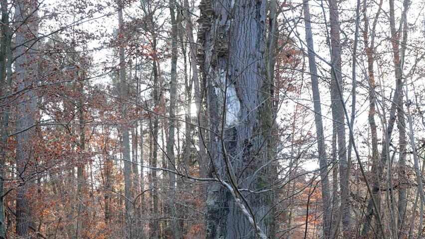 In Nähe der Wohnbebauung sind einige alte Buchen so geschädigt, dass die Gefahr des Umstürzens besteht. Sie sollen - wie dieser Baum - zumindest als Totholz noch Lebensraum für Tiere, Pilze und Pflanzen bieten.
In Nähe der Wohnbebauung sind einige alte Buchen so geschädigt, dass die Gefahr des Umstürzens besteht. Sie sollen - wie dieser Baum - zumindest als Totholz noch Lebensraum für Tiere, Pilze und Pflanzen bieten.