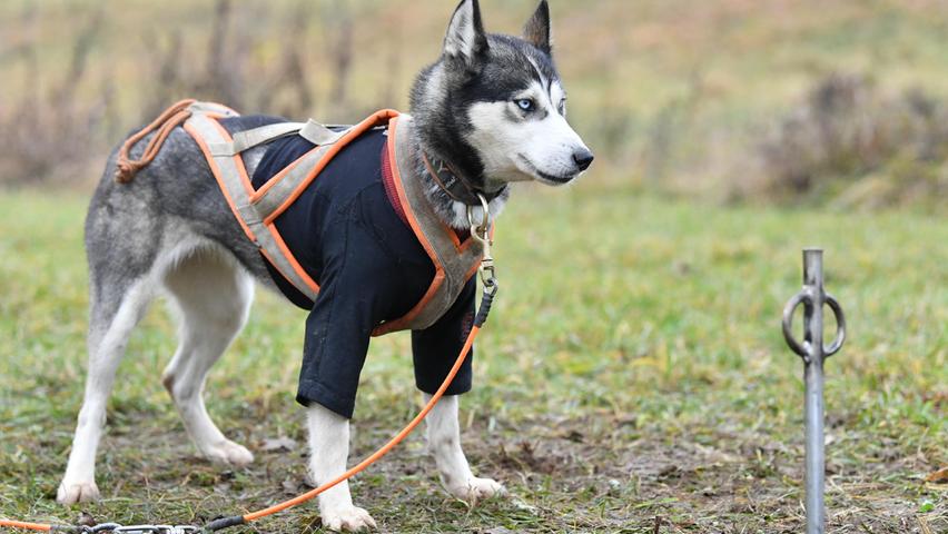 Die Hunde aus dem Norden sind liebenswerte Familienhunde mit vielen guten Eigenschaften.
Die Hunde aus dem Norden sind liebenswerte Familienhunde mit vielen guten Eigenschaften.