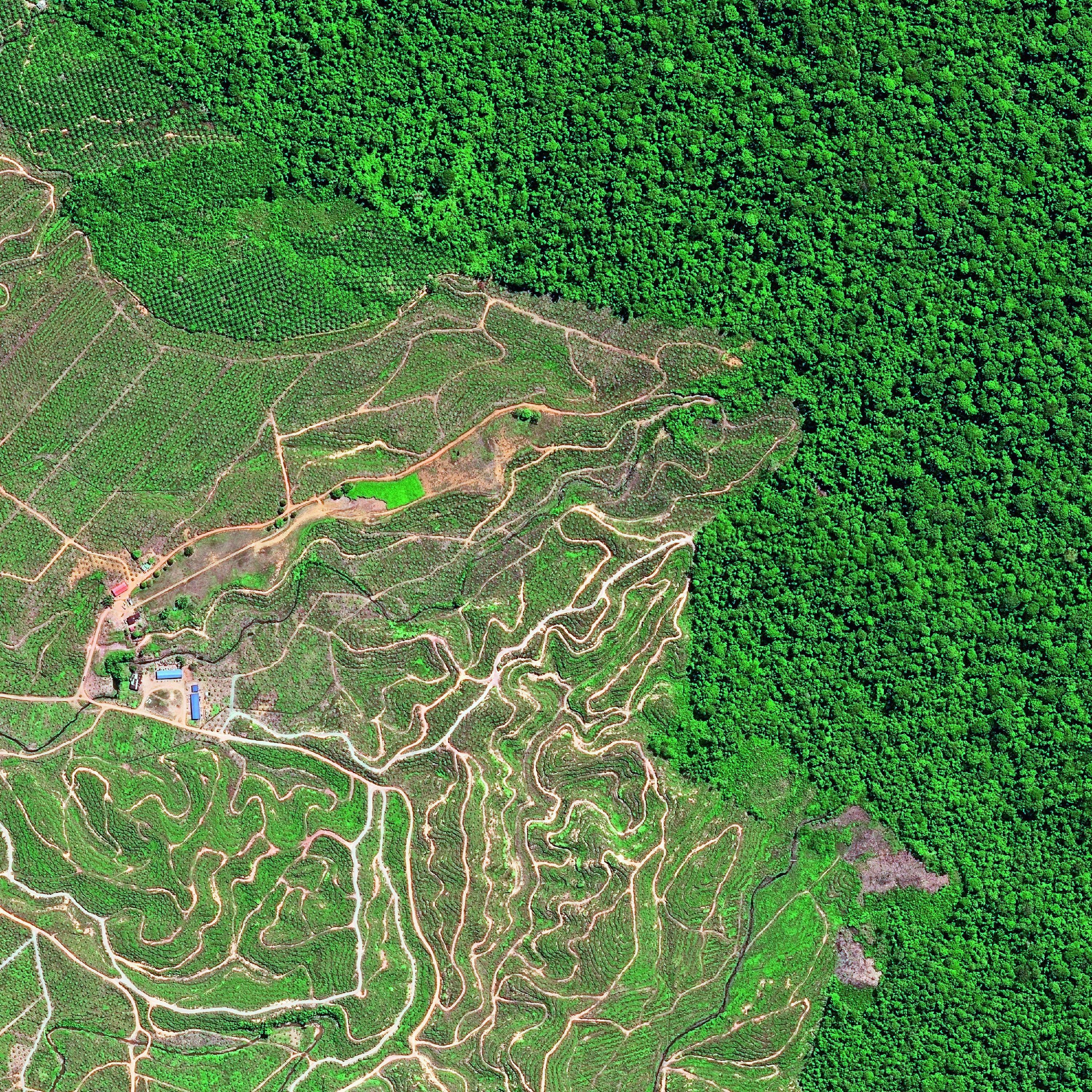 Die Wälder der im Norden der Insel Borneo liegende malaysische Provinz Sabah wurden in der zweiten Hälfte des 20. Jahrhunderts als Quelle von Tropenholz für den Export abgeholzt. Seit dem Anstieg der Nachfrage nach Palmöl bedrohen Rodungen für Palmölplantagen den Wald zusätzlich. Palmöl ist heute der wichtigste Wirtschaftszweig der Provinz.