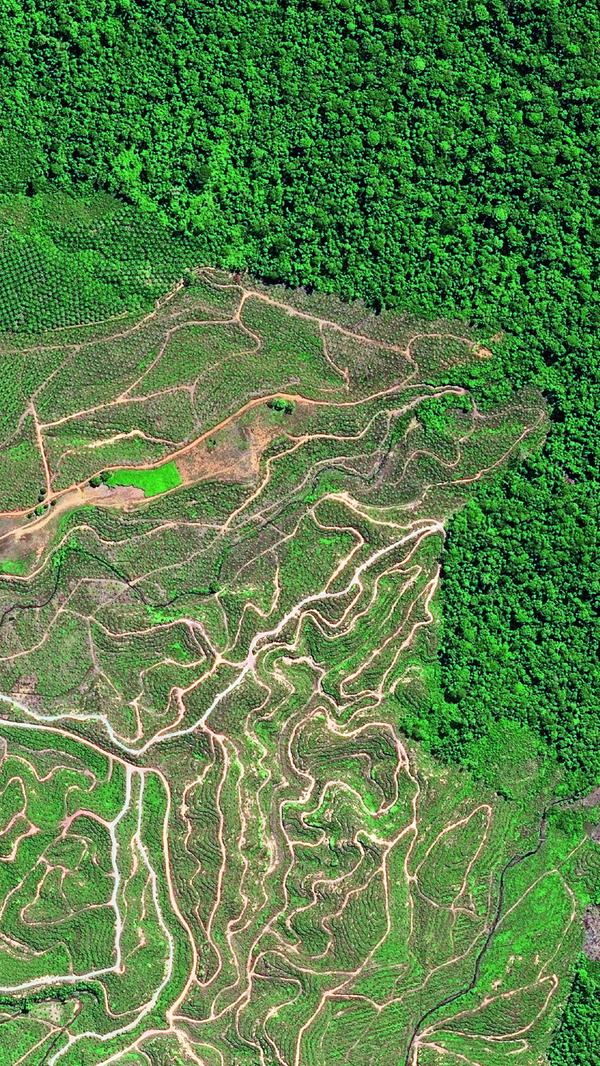 Die Wälder der im Norden der Insel Borneo liegende malaysische Provinz Sabah wurden in der zweiten Hälfte des 20. Jahrhunderts als Quelle von Tropenholz für den Export abgeholzt. Seit dem Anstieg der Nachfrage nach Palmöl bedrohen Rodungen für Palmölplantagen den Wald zusätzlich. Palmöl ist heute der wichtigste Wirtschaftszweig der Provinz.