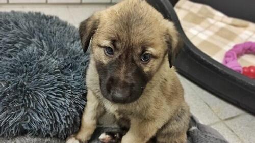 Nach illegalem Transport: Kangal-Welpe Georgie ist tot Nach illegalem Transport: Kangal-Welpe Georgie ist tot