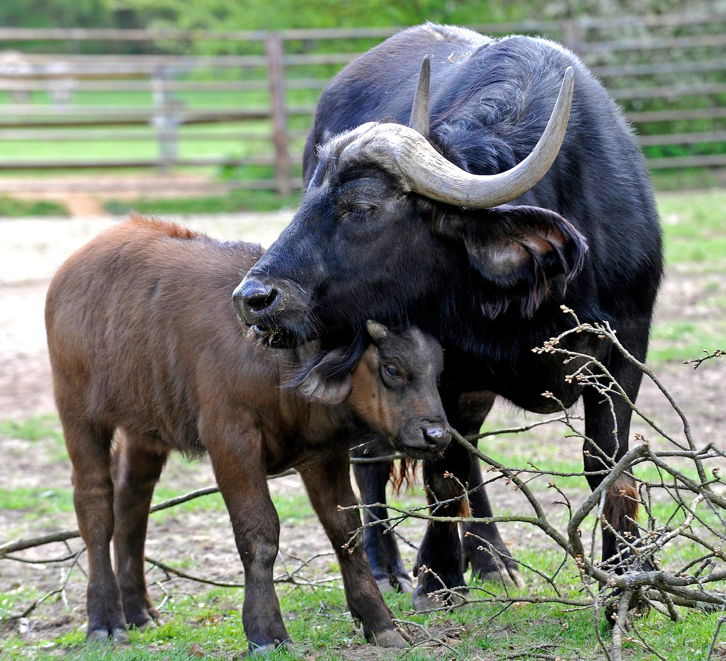 Eine Hauptursache für den stark reduzierten Bestand des Kaffernbüffels stellte eine Rinderpest-Epidemie um 1890 dar. Darüber hinaus gilt der Kaffernbüffel als Bestandteil der Big Five und hat den Ruf als eines der gefährlichsten Tiere der afrikanischen Savannen, womit die Trophäenjagd eine hohe Bedeutung erlangt. Heute sind die Populationen und Herden des Kaffernbüffels zum Großteil auf Schutzgebiete beschränkt.