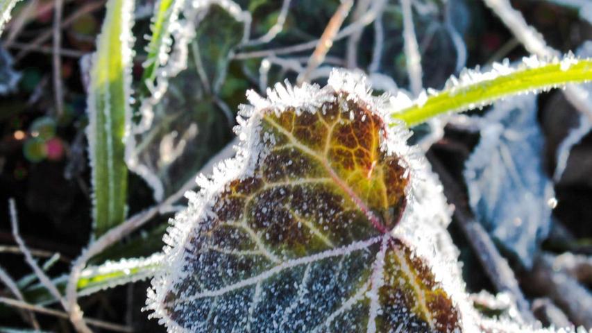 Leserfotos: Erster Frost in Franken;     Fotos: Jana Lies;     Datum: 28.11.2021   
