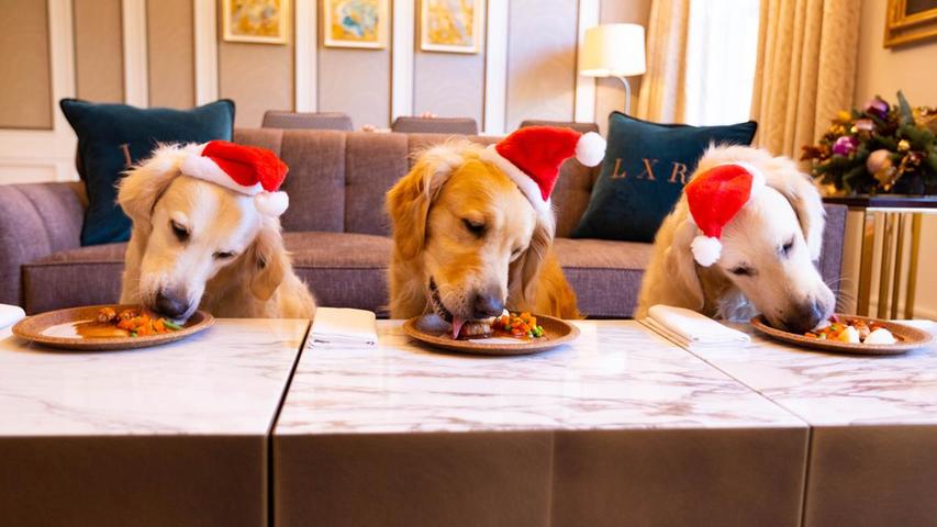 Auch Hunde wollen es sich in der Vorweihnachtszeit gut gehen lassen: Im Hilton Hotel in London serviert man den Vierbeinern daher ein komplettes Vorweihnachtsmenü. Die drei Golden Retriever Darcy, Boris und Lilly durften es am Dienstag schon einmal probieren. 
