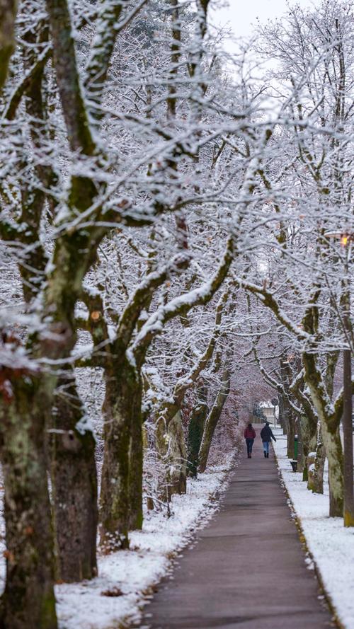 Winter-Allee: In Weiß getünchte Baumreihen in Roth.
