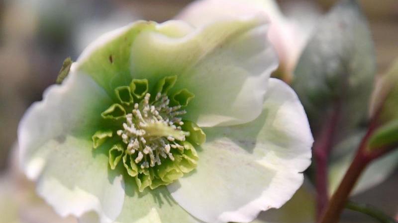 Die Christrose bildet zarte Blüten.