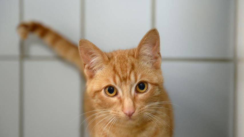 Die Katzenabteilung des Neumarkter Tierheims, insbesondere die Quarantänestation, ist nach wie vor bis auf den letzten Platz gefüllt, da nahezu täglich Tiere aufgenommen werden müssen, die hilfebedürftig sind oder die irgendwo zulaufen und ihr Zuhause nicht mehr finden. Eines dieser Tiere ist der rot getigerte Kater, der in Neumarkt-Holzheim, Heiligenwiesen, zulief. Er saß dort vor der Haustür eines Anwesens und offenbar war er der Meinung, dort zu wohnen, denn er hatte nicht die Absicht, wieder zu gehen. Der Kater ist etwa 6 Monate alt und er ist zutraulich. Wer in dieser Umgebung vermisst diesen Kater?
Um die Ausbreitung der Pandemie nicht zu fördern und um unsere Mitarbeiter und Besucher zu schützen, wurde das Tierheim Neumarkt komplett für Besucher, Gassigeher und Katzenstreichler geschlossen. Um den Tieren jedoch nicht die Chance auf ein neues Zuhause zu verbauen, finden Tiervermittlung und Beratung dennoch telefonisch beziehungsweise nach vorheriger Terminvereinbarung zwischen 14.30 und 17 Uhr unter Telefon (0 91 81) 2 28 62 statt. In Notfällen und im Falle von Fundtieren ist das Tierheim ebenfalls unter dieser Telefonnummer erreichbar. Hier geht es zur Internet-Seite des Tierheims
Die Katzenabteilung des Neumarkter Tierheims, insbesondere die Quarantänestation, ist nach wie vor bis auf den letzten Platz gefüllt, da nahezu täglich Tiere aufgenommen werden müssen, die hilfebedürftig sind oder die irgendwo zulaufen und ihr Zuhause nicht mehr finden. Eines dieser Tiere ist der rot getigerte Kater, der in Neumarkt-Holzheim, Heiligenwiesen, zulief. Er saß dort vor der Haustür eines Anwesens und offenbar war er der Meinung, dort zu wohnen, denn er hatte nicht die Absicht, wieder zu gehen. Der Kater ist etwa 6 Monate alt und er ist zutraulich. Wer in dieser Umgebung vermisst diesen Kater?
Um die Ausbreitung der Pandemie nicht zu fördern und um unsere Mitarbeiter und Besucher zu schützen, wurde das Tierheim Neumarkt komplett für Besucher, Gassigeher und Katzenstreichler geschlossen. Um den Tieren jedoch nicht die Chance auf ein neues Zuhause zu verbauen, finden Tiervermittlung und Beratung dennoch telefonisch beziehungsweise nach vorheriger Terminvereinbarung zwischen 14.30 und 17 Uhr unter Telefon (0 91 81) 2 28 62 statt. In Notfällen und im Falle von Fundtieren ist das Tierheim ebenfalls unter dieser Telefonnummer erreichbar. Hier geht es zur Internet-Seite des Tierheims