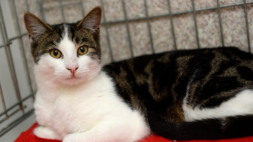 Auch der weiße Kater mit den schwarzen Flecken kam als Fundtier ins Tierheim Neumarkt. Nach Angabe der Finder wurde der etwa eineinhalb Jahre alte, unkastrierte Kater auf einem Parkplatz zwischen Berching-Eglasmühle und der Stadt Berching aufgegriffen. Der Kater ist sehr menschenbezogen und zutraulich und er scheint auch an den Umgang mit Kindern gewöhnt zu sein. Allerdings hat der Kater starken Durchfall und so wurde er am 26. November schließlich ins Tierheim gebracht. Wer kennt diesen Kater oder wer weiß, wem er gehört?Um die Ausbreitung der Pandemie nicht zu fördern und um unsere Mitarbeiter und Besucher zu schützen, wurde das Tierheim Neumarkt komplett für Besucher, Gassigeher und Katzenstreichler geschlossen. Um den Tieren jedoch nicht die Chance auf ein neues Zuhause zu verbauen, finden Tiervermittlung und Beratung dennoch telefonisch beziehungsweise nach vorheriger Terminvereinbarung zwischen 14.30 und 17 Uhr unter Telefon (0 91 81) 2 28 62 statt. In Notfällen und im Falle von Fundtieren ist das Tierheim ebenfalls unter dieser Telefonnummer erreichbar. Hier geht es zur Internet-Seite des Tierheims
Auch der weiße Kater mit den schwarzen Flecken kam als Fundtier ins Tierheim Neumarkt. Nach Angabe der Finder wurde der etwa eineinhalb Jahre alte, unkastrierte Kater auf einem Parkplatz zwischen Berching-Eglasmühle und der Stadt Berching aufgegriffen. Der Kater ist sehr menschenbezogen und zutraulich und er scheint auch an den Umgang mit Kindern gewöhnt zu sein. Allerdings hat der Kater starken Durchfall und so wurde er am 26. November schließlich ins Tierheim gebracht. Wer kennt diesen Kater oder wer weiß, wem er gehört?Um die Ausbreitung der Pandemie nicht zu fördern und um unsere Mitarbeiter und Besucher zu schützen, wurde das Tierheim Neumarkt komplett für Besucher, Gassigeher und Katzenstreichler geschlossen. Um den Tieren jedoch nicht die Chance auf ein neues Zuhause zu verbauen, finden Tiervermittlung und Beratung dennoch telefonisch beziehungsweise nach vorheriger Terminvereinbarung zwischen 14.30 und 17 Uhr unter Telefon (0 91 81) 2 28 62 statt. In Notfällen und im Falle von Fundtieren ist das Tierheim ebenfalls unter dieser Telefonnummer erreichbar. Hier geht es zur Internet-Seite des Tierheims