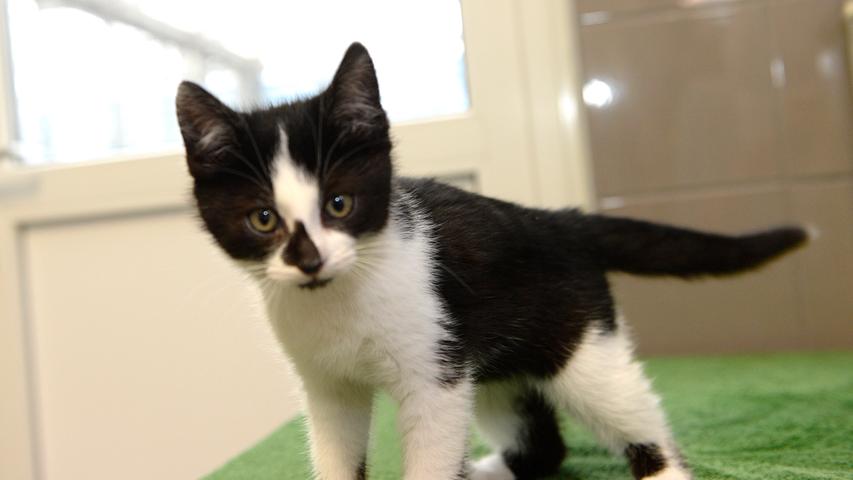 Der kleine, schwarz-weiße Kater wurde in einer Hecke gefunden, und zwar an der Straße nach Berngau-Tyrolsberg in Richtung Berngau. In seiner Not lief er einer Passantin hinterher, denn das etwa 8 Wochen alte Katerchen war hungrig, es hatte Schnupfen und verklebte Äuglein. Nachdem der kleine Kater aber sehr zutraulich ist, ist davon auszugehen, dass er daran gewöhnt war, angefasst und herumgetragen zu werden. Wo wird dieser kleine Wirbelwind mit dem schwarzen Näschen vermisst?Um die Ausbreitung der Pandemie nicht zu fördern und um unsere Mitarbeiter und Besucher zu schützen, wurde das Tierheim Neumarkt komplett für Besucher, Gassigeher und Katzenstreichler geschlossen. Um den Tieren jedoch nicht die Chance auf ein neues Zuhause zu verbauen, finden Tiervermittlung und Beratung dennoch telefonisch beziehungsweise nach vorheriger Terminvereinbarung zwischen 14.30 und 17 Uhr unter Telefon (0 91 81) 2 28 62 statt. In Notfällen und im Falle von Fundtieren ist das Tierheim ebenfalls unter dieser Telefonnummer erreichbar. Hier geht es zur Internet-Seite des Tierheims
Der kleine, schwarz-weiße Kater wurde in einer Hecke gefunden, und zwar an der Straße nach Berngau-Tyrolsberg in Richtung Berngau. In seiner Not lief er einer Passantin hinterher, denn das etwa 8 Wochen alte Katerchen war hungrig, es hatte Schnupfen und verklebte Äuglein. Nachdem der kleine Kater aber sehr zutraulich ist, ist davon auszugehen, dass er daran gewöhnt war, angefasst und herumgetragen zu werden. Wo wird dieser kleine Wirbelwind mit dem schwarzen Näschen vermisst?Um die Ausbreitung der Pandemie nicht zu fördern und um unsere Mitarbeiter und Besucher zu schützen, wurde das Tierheim Neumarkt komplett für Besucher, Gassigeher und Katzenstreichler geschlossen. Um den Tieren jedoch nicht die Chance auf ein neues Zuhause zu verbauen, finden Tiervermittlung und Beratung dennoch telefonisch beziehungsweise nach vorheriger Terminvereinbarung zwischen 14.30 und 17 Uhr unter Telefon (0 91 81) 2 28 62 statt. In Notfällen und im Falle von Fundtieren ist das Tierheim ebenfalls unter dieser Telefonnummer erreichbar. Hier geht es zur Internet-Seite des Tierheims