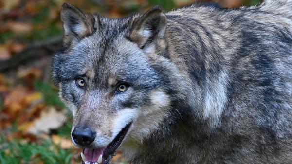Wölfe breiten sich in Deutschland aus