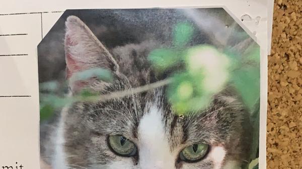 Die 4-jährige „Winnie“ kam ins Tierheim und war rund, kugelrund. Wir rechneten damit dass sie vier bis sechs Babies auf die Welt bringen würde. Es wurden dann drei große kugelrunde Babies, die inzwischen alle ein Zuhause haben. „Winnie“ ist sehr zurückhaltend, nur bei ihr bekannten Personen kommt sie her. Sie ist ein Fall für katzenerfahrene Menschen, die bereit sind ihr Katzenherz mit Geduld zu erobern. Weitere Informationen erhalten Sie telefonisch von Donnerstag bis einschl. Sonntag von 14 Uhr bis 16:30 Uhr unter 09128-916494 oder auf unserer Homepage www.tierheim-feucht.de.