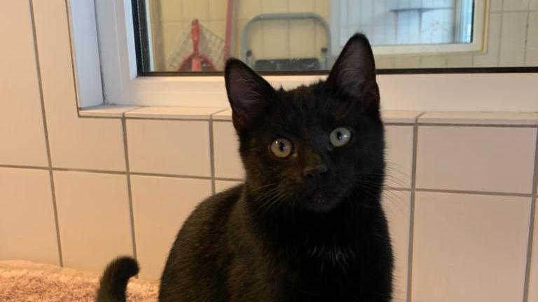 „Enni“, eine kleine, süße und sehr zutrauliche Kätzin. Sie ist erst 4 Monate alt und wurde alleine an einer Autobahnraststätte gefunden. Sie braucht ein Zuhause bei einer vorhandenen Katze oder einem Kater, der/die sie unter die Fittiche nimmt. Sie ist sehr verschmust und braucht daher auch menschliche Zuwendung. Nach der Kastration in einigen Monaten sollte sie dann in einer ruhigen Umgebung die Welt erkunden können. Weitere Informationen erhalten Sie telefonisch von Donnerstag bis einschl. Sonntag von 14 Uhr bis 16:30 Uhr unter 09128-916494 oder auf unserer Homepage www.tierheim-feucht.de. „Enni“, eine kleine, süße und sehr zutrauliche Kätzin. Sie ist erst 4 Monate alt und wurde alleine an einer Autobahnraststätte gefunden. Sie braucht ein Zuhause bei einer vorhandenen Katze oder einem Kater, der/die sie unter die Fittiche nimmt. Sie ist sehr verschmust und braucht daher auch menschliche Zuwendung. Nach der Kastration in einigen Monaten sollte sie dann in einer ruhigen Umgebung die Welt erkunden können. Weitere Informationen erhalten Sie telefonisch von Donnerstag bis einschl. Sonntag von 14 Uhr bis 16:30 Uhr unter 09128-916494 oder auf unserer Homepage www.tierheim-feucht.de.