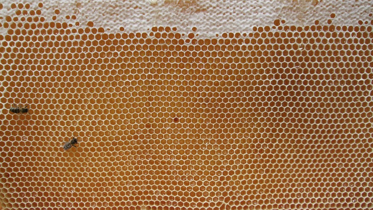 Klimawandel, Schädlinge und Feinde: Die Bienen haben mit einigen Herausforderungen zu kämpfen.
