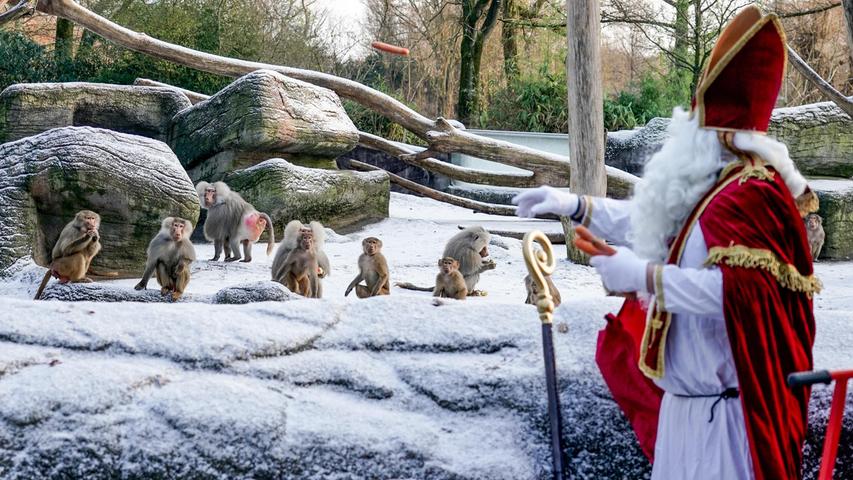 Komischer Kerl: Ein als Nikolaus verkleideter Mitarbeiter des Tierparks Hagenbeck füttert Paviane mit Karotten.