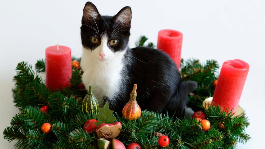 Haustiere sollte man grundsätzlich nicht mit brennenden Kerzen alleine lassen. Für den Baum verwendet man besser gleich Lichterketten, das ist ungefährlicher, falls die Katze hineinklettert.
