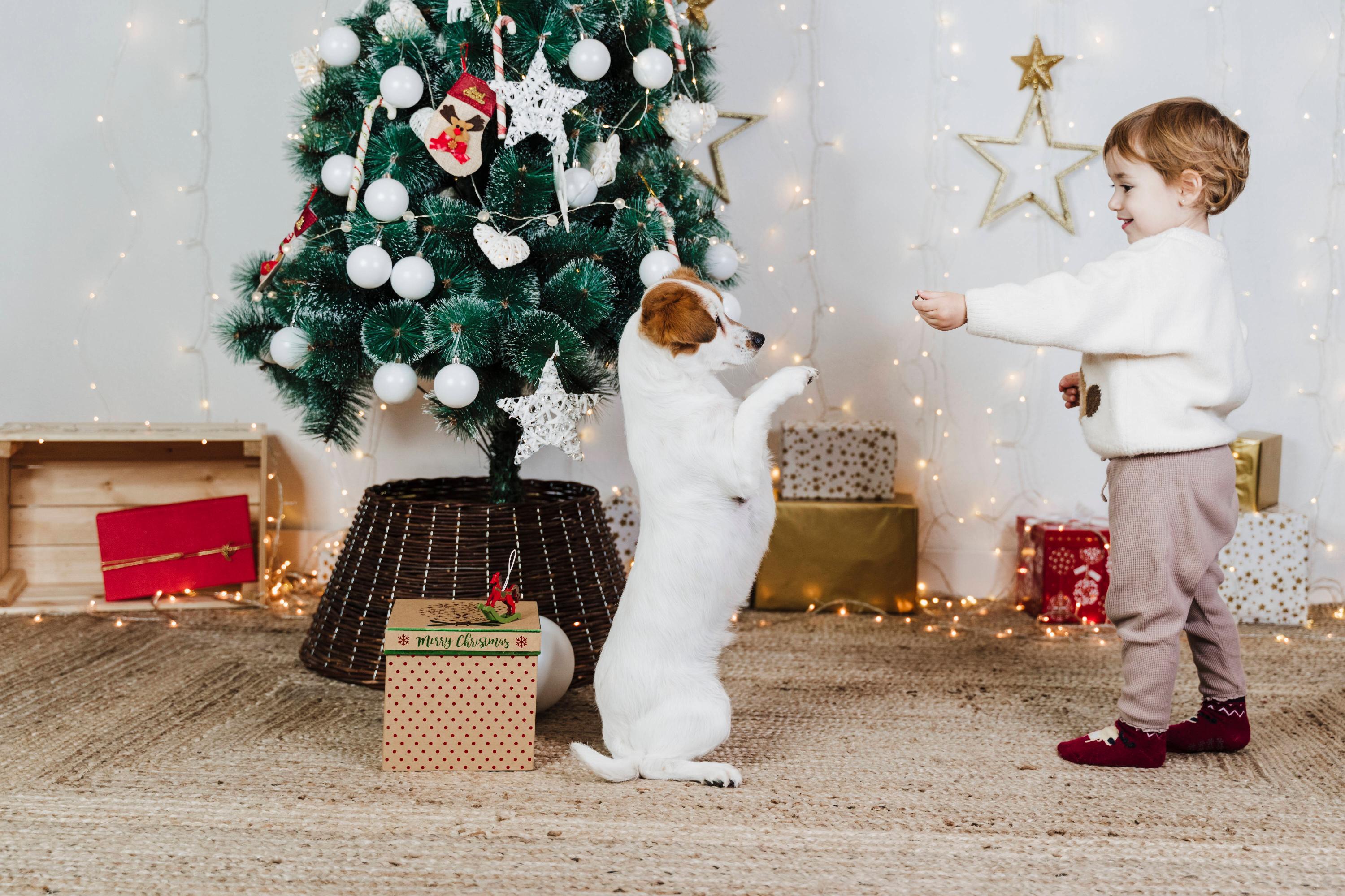 Hunde und Katzen freuen sich, wenn man sich über die Feiertage mal richtig Zeit für sie nimmt. Wird es allerdings zu viel Trubel, wenn beispielsweise die Verwandtschaft zu Besuch kommt, sollte man einen Rückzugsraum für sie schaffen.