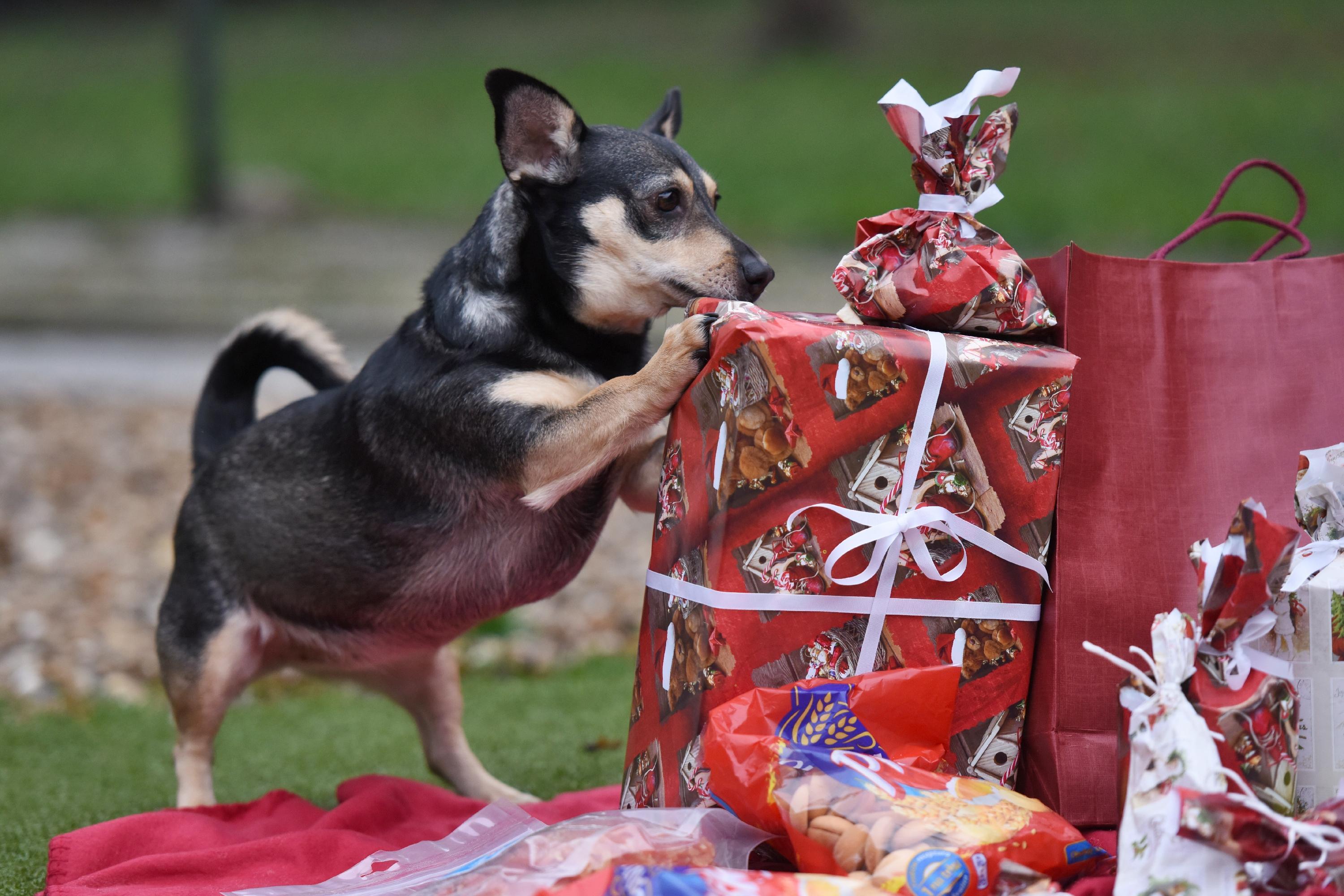 Haustiere sind keine guten Geschenke, so lautet die einhellige Meinung der Tierschutzverbände. Hunde und Katzen sollte man lieber in Ruhe anschaffen, wenn man sich gemeinsam über die neue Verantwortung sicher ist.