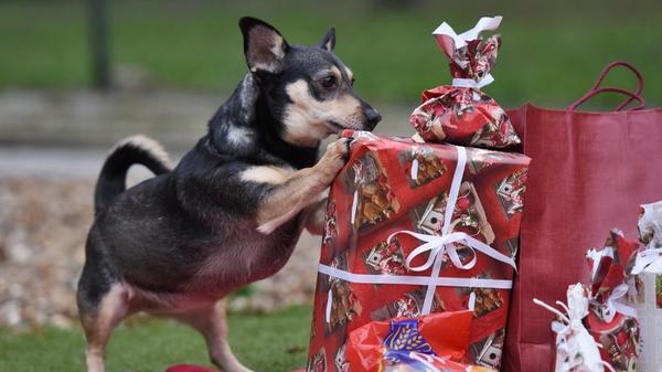Haustiere sind keine guten Geschenke, so lautet die einhellige Meinung der Tierschutzverbände. Hunde und Katzen sollte man lieber in Ruhe anschaffen, wenn man sich gemeinsam über die neue Verantwortung sicher ist.