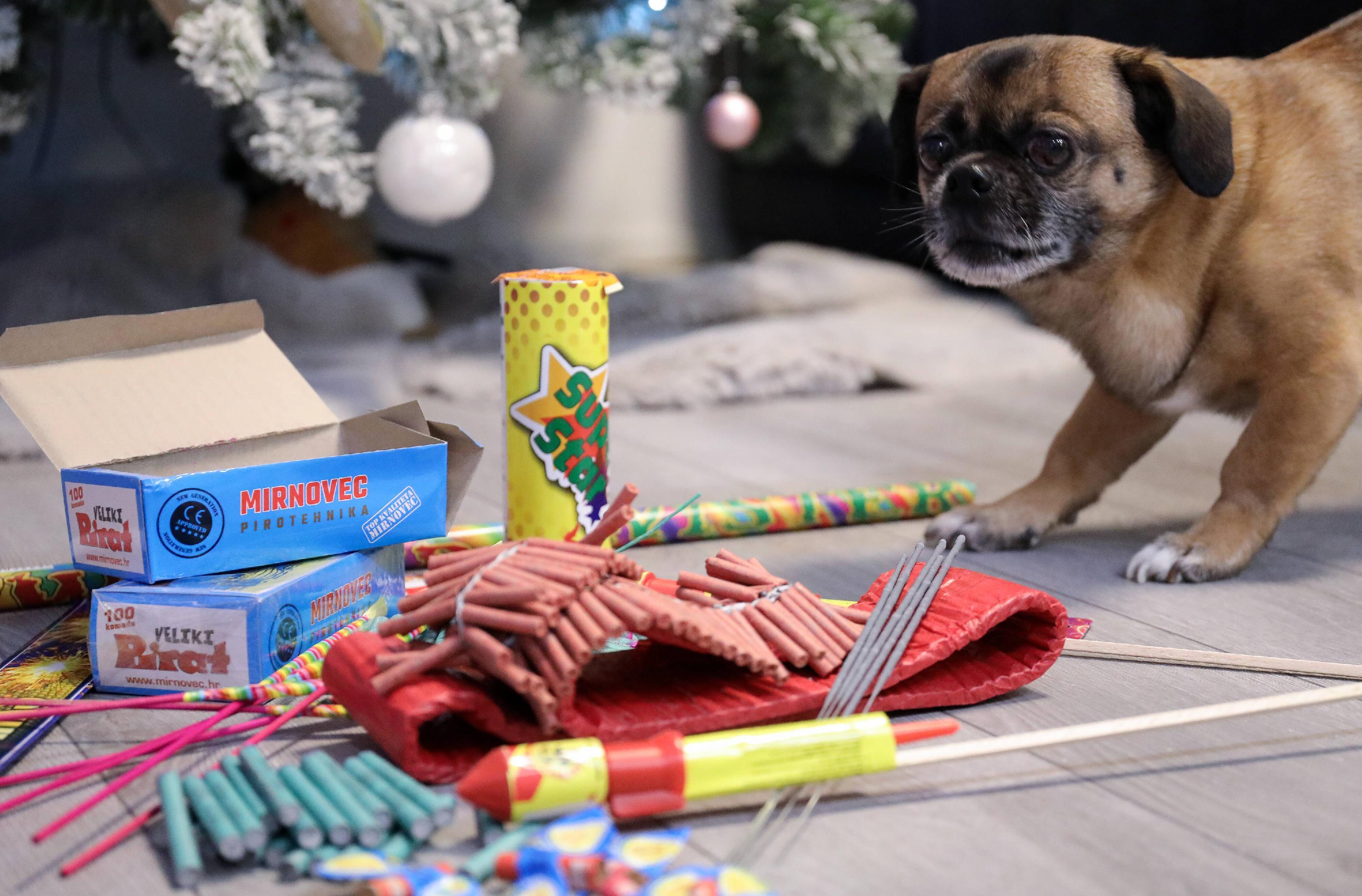 Silvester bedeutet für Tiere in Haus und Tierheim viel Stress. Jalousie runter, Radio an und ein entspannter Umgang helfen, Ängste zu lindern.