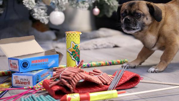 Silvester bedeutet für Tiere in Haus und Tierheim viel Stress. Jalousie runter, Radio an und ein entspannter Umgang helfen, Ängste zu lindern.