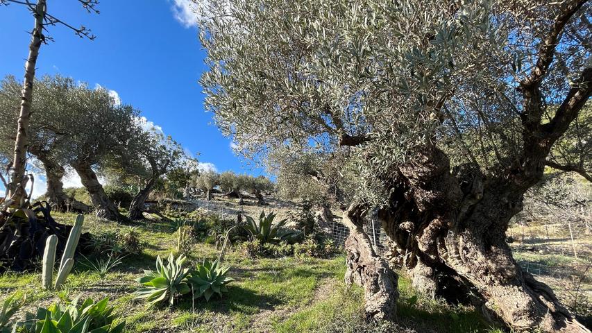 Die Olivenbäume auf Mallorca sind zu jeder Jahreszeit ein Hingucker.
