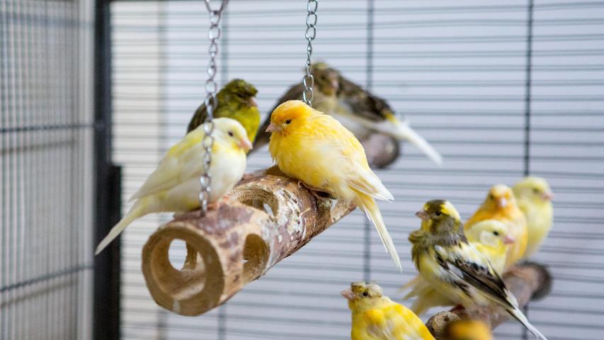Insgesamt 45 Vögel warten derzeit im Tierheim. Und zwar: 32 Kanarienvögel, vier Wellensittiche, sechs Nymphensittiche, ein Pärchen Agaporniden und ein Singsittich. „Natürlich werden nicht alle zusammen vermittelt, aber sie suchen paarweise oder bei Partnertieren ein artgerechtes Zuhause mit genügend Platz“, teilt das Tierheim mit. Vogelliebhaber bitte melden!
Mehr Informationen gibt es beim Tierheim Nürnberg, Stadenstraße 90, 90491 Nürnberg, Telefon (0911) 919890.
Insgesamt 45 Vögel warten derzeit im Tierheim. Und zwar: 32 Kanarienvögel, vier Wellensittiche, sechs Nymphensittiche, ein Pärchen Agaporniden und ein Singsittich. „Natürlich werden nicht alle zusammen vermittelt, aber sie suchen paarweise oder bei Partnertieren ein artgerechtes Zuhause mit genügend Platz“, teilt das Tierheim mit. Vogelliebhaber bitte melden!
Mehr Informationen gibt es beim Tierheim Nürnberg, Stadenstraße 90, 90491 Nürnberg, Telefon (0911) 919890.