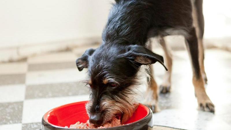 Einen gefundenen ausgehungerten Hund sollte man nur vorsichtig anfüttern. Unmengen von Futter auf einmal können ihn umbringen. Einen gefundenen ausgehungerten Hund sollte man nur vorsichtig anfüttern. Unmengen von Futter auf einmal können ihn umbringen.
