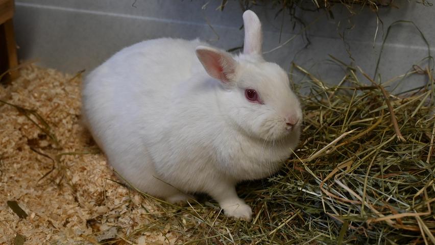 Die weiße Zwergkaninchendame „Mucki“ ist auf der Suche nach einem neuen Wirkungskreis, wobei „Mucki“ aber kein Weihnachtsgeschenk sein möchte, denn ein Zuhause, welches nicht artgerecht war und in welchem man eigentlich keine Zeit für sie hatte, hatte sie schon. Als Ersatz für die fehlende Zuwendung wurde „Mucki“ mit reichlich Trockenfutter versorgt und so ist Mucki’s Figur auch etwas außer Form geraten. Außerdem war „Mucki“ in Einzelhaltung und ihr Käfig war nicht gerade so, dass man darin hätte große Sprünge machen können. All das möchte „Mucki“ so nicht mehr haben. Sie möchte einen netten Kaninchenpartner, Menschen, die sich um sie kümmern und genügend Platz zum Hoppeln, wobei für „Mucki“ derzeit nur Innenhaltung möglich ist. Um die Ausbreitung der Pandemie nicht zu fördern und um unsere Mitarbeiter und Besucher zu schützen, wurde das Tierheim Neumarkt komplett für Besucher, Gassigeher und Katzenstreichler geschlossen. Um den Tieren jedoch nicht die Chance auf ein neues Zuhause zu verbauen, finden Tiervermittlung und Beratung dennoch telefonisch beziehungsweise nach vorheriger Terminvereinbarung zwischen 14.30 und 17 Uhr unter Telefon (0 91 81) 2 28 62 statt. In Notfällen und im Falle von Fundtieren ist das Tierheim ebenfalls unter dieser Telefonnummer erreichbar. Hier geht es zur Internet-Seite des Tierheims
Die weiße Zwergkaninchendame „Mucki“ ist auf der Suche nach einem neuen Wirkungskreis, wobei „Mucki“ aber kein Weihnachtsgeschenk sein möchte, denn ein Zuhause, welches nicht artgerecht war und in welchem man eigentlich keine Zeit für sie hatte, hatte sie schon. Als Ersatz für die fehlende Zuwendung wurde „Mucki“ mit reichlich Trockenfutter versorgt und so ist Mucki’s Figur auch etwas außer Form geraten. Außerdem war „Mucki“ in Einzelhaltung und ihr Käfig war nicht gerade so, dass man darin hätte große Sprünge machen können. All das möchte „Mucki“ so nicht mehr haben. Sie möchte einen netten Kaninchenpartner, Menschen, die sich um sie kümmern und genügend Platz zum Hoppeln, wobei für „Mucki“ derzeit nur Innenhaltung möglich ist. Um die Ausbreitung der Pandemie nicht zu fördern und um unsere Mitarbeiter und Besucher zu schützen, wurde das Tierheim Neumarkt komplett für Besucher, Gassigeher und Katzenstreichler geschlossen. Um den Tieren jedoch nicht die Chance auf ein neues Zuhause zu verbauen, finden Tiervermittlung und Beratung dennoch telefonisch beziehungsweise nach vorheriger Terminvereinbarung zwischen 14.30 und 17 Uhr unter Telefon (0 91 81) 2 28 62 statt. In Notfällen und im Falle von Fundtieren ist das Tierheim ebenfalls unter dieser Telefonnummer erreichbar. Hier geht es zur Internet-Seite des Tierheims