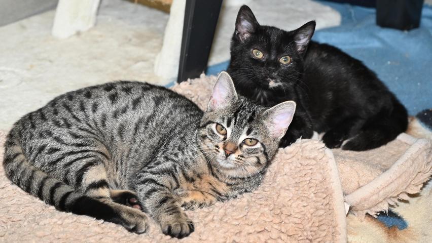 Als Fundtiere kamen die zwei Kätzchen „Kiki“ und „Kiwi“ ins Tierheim Neumarkt, doch damals waren die Kätzchen gerade mal etwa 10 Wochen alt. Mittlerweile sind aus den Beiden fröhliche und aufgeweckte Katzenkinder geworden, die bereit sind, unter Anleitung netter Menschen deren Zuhause und damit auch ein neues Leben als Familienkatzen zu entdecken, wobei Kinder in der Familie schon größer, ruhig und vernünftig sein sollten. Eines Tages, wenn sich die Katzenmädels eingewöhnt haben, wenn sie kastriert und gekennzeichnet sind, möchten sie auch wieder Freigang haben. Das neue Zuhause wäre deshalb idealerweise ein Häuschen im Grünen, verkehrsberuhigt gelegen, und Menschen, die nicht den lieben langen Tag außer Haus sind. Um die Ausbreitung der Pandemie nicht zu fördern und um unsere Mitarbeiter und Besucher zu schützen, wurde das Tierheim Neumarkt komplett für Besucher, Gassigeher und Katzenstreichler geschlossen. Um den Tieren jedoch nicht die Chance auf ein neues Zuhause zu verbauen, finden Tiervermittlung und Beratung dennoch telefonisch beziehungsweise nach vorheriger Terminvereinbarung zwischen 14.30 und 17 Uhr unter Telefon (0 91 81) 2 28 62 statt. In Notfällen und im Falle von Fundtieren ist das Tierheim ebenfalls unter dieser Telefonnummer erreichbar. Hier geht es zur Internet-Seite des Tierheims
Als Fundtiere kamen die zwei Kätzchen „Kiki“ und „Kiwi“ ins Tierheim Neumarkt, doch damals waren die Kätzchen gerade mal etwa 10 Wochen alt. Mittlerweile sind aus den Beiden fröhliche und aufgeweckte Katzenkinder geworden, die bereit sind, unter Anleitung netter Menschen deren Zuhause und damit auch ein neues Leben als Familienkatzen zu entdecken, wobei Kinder in der Familie schon größer, ruhig und vernünftig sein sollten. Eines Tages, wenn sich die Katzenmädels eingewöhnt haben, wenn sie kastriert und gekennzeichnet sind, möchten sie auch wieder Freigang haben. Das neue Zuhause wäre deshalb idealerweise ein Häuschen im Grünen, verkehrsberuhigt gelegen, und Menschen, die nicht den lieben langen Tag außer Haus sind. Um die Ausbreitung der Pandemie nicht zu fördern und um unsere Mitarbeiter und Besucher zu schützen, wurde das Tierheim Neumarkt komplett für Besucher, Gassigeher und Katzenstreichler geschlossen. Um den Tieren jedoch nicht die Chance auf ein neues Zuhause zu verbauen, finden Tiervermittlung und Beratung dennoch telefonisch beziehungsweise nach vorheriger Terminvereinbarung zwischen 14.30 und 17 Uhr unter Telefon (0 91 81) 2 28 62 statt. In Notfällen und im Falle von Fundtieren ist das Tierheim ebenfalls unter dieser Telefonnummer erreichbar. Hier geht es zur Internet-Seite des Tierheims