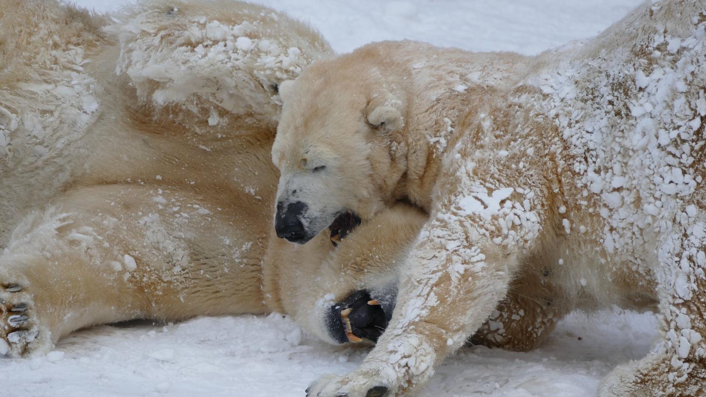Die Eisbären Vera (vorne) und Nanuq spielen im Schnee im Tiergarten Nürnberg. Die Eisbären Vera (vorne) und Nanuq spielen im Schnee im Tiergarten Nürnberg.