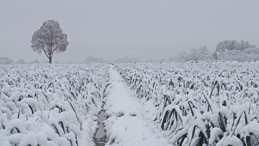 Der Winter hat auch im Knoblauchsland Einzug gehalten.

