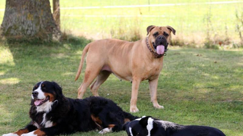 Hunde orientieren sich schnell an neuen Bezugspersonen. Die Länge der Abwesenheit spielt kaum eine Rolle, da Hunde kein Zeitgefühl haben. Hunde orientieren sich schnell an neuen Bezugspersonen. Die Länge der Abwesenheit spielt kaum eine Rolle, da Hunde kein Zeitgefühl haben.