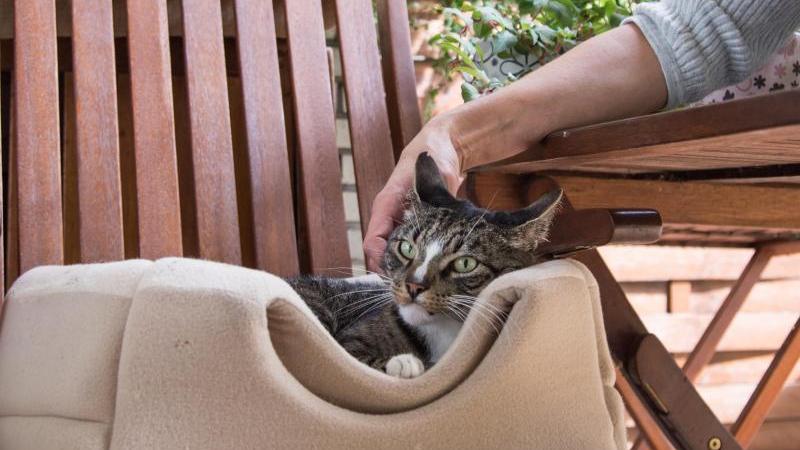 Für Katzen ist es besser, wenn die Urlaubsbetreuung in der gewohnten Umgebung der Tiere übernommen wird. Für Katzen ist es besser, wenn die Urlaubsbetreuung in der gewohnten Umgebung der Tiere übernommen wird.