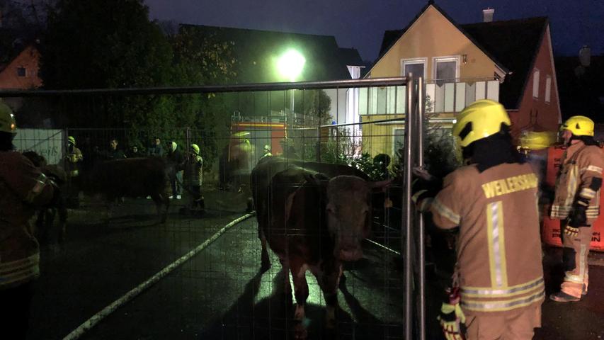 Die Kühe hat die Feuerwehr evakuiert. Sie sind mit Bauzäunen auf der Straße eingezäunt worden. 