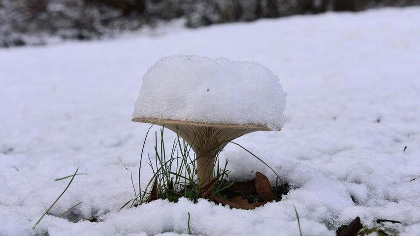 Dieser Pilz bleibt dank seiner Kühlung sicher lange frisch...
