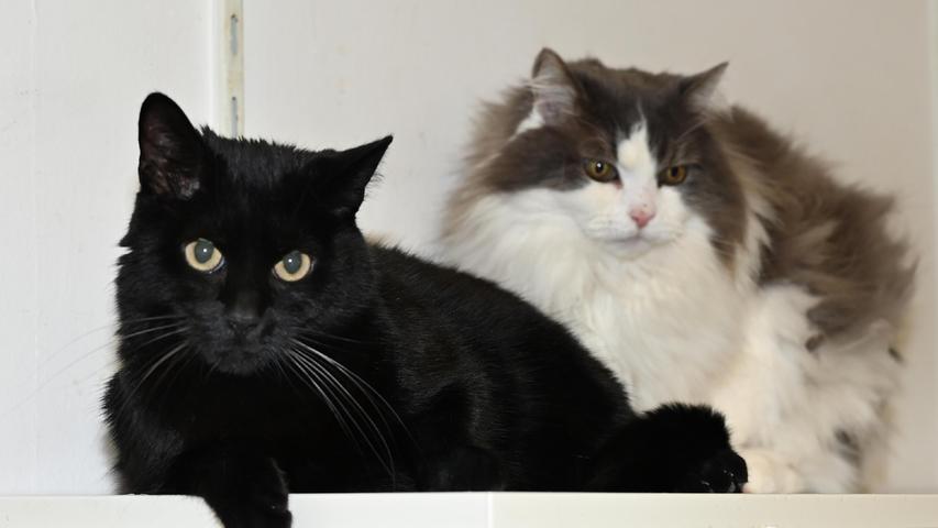 Die zwei Kater „Nelson“ und „Lucky“ verloren ihr Zuhause, weil sich die Zusammensetzung der Familie veränderte und zwei weitere Katzen, die mit in die Familie eingebracht wurden, sich mit „Nelson“ und „Lucky“ nicht vertrugen. So kam der etwa 13 Jahre alte weiß-graue Norweger-Mischling „Nelson“ und der schwarze, etwa 6 Jahre alte „Lucky“ wieder ins Tierheim Neumarkt zurück, aus welchem sie 2015 geholt wurden. „Nelson“ und der wesentlich jüngere „Lucky“ sollten gemeinsam vermittelt werden, denn „Nelson“ hat damals den kleinen, erst wenige Wochen alten „Lucky“ sozusagen aufgezogen und beide Kater verstehen sich gut. Die beiden Unglücksraben wünschen sich ein neues „Für-immer-Zuhause“ bei netten, verständnisvollen Menschen mit verkehrsberuhigt gelegenem Häuschen mit Garten, denn beide sind Freigang gewöhnt. Auf andere Katzen im Haushalt verzichten sie wegen der bereits gemachten schlechten Erfahrungen gerne. Um die Ausbreitung der Pandemie nicht zu fördern und um unsere Mitarbeiter und Besucher zu schützen, wurde das Tierheim Neumarkt komplett für Besucher, Gassigeher und Katzenstreichler geschlossen. Um den Tieren jedoch nicht die Chance auf ein neues Zuhause zu verbauen, finden Tiervermittlung und Beratung dennoch telefonisch beziehungsweise nach vorheriger Terminvereinbarung zwischen 14.30 und 17 Uhr unter Telefon (0 91 81) 2 28 62 statt. In Notfällen und im Falle von Fundtieren ist das Tierheim ebenfalls unter dieser Telefonnummer erreichbar. Hier geht es zur Internet-Seite des Tierheims
Die zwei Kater „Nelson“ und „Lucky“ verloren ihr Zuhause, weil sich die Zusammensetzung der Familie veränderte und zwei weitere Katzen, die mit in die Familie eingebracht wurden, sich mit „Nelson“ und „Lucky“ nicht vertrugen. So kam der etwa 13 Jahre alte weiß-graue Norweger-Mischling „Nelson“ und der schwarze, etwa 6 Jahre alte „Lucky“ wieder ins Tierheim Neumarkt zurück, aus welchem sie 2015 geholt wurden. „Nelson“ und der wesentlich jüngere „Lucky“ sollten gemeinsam vermittelt werden, denn „Nelson“ hat damals den kleinen, erst wenige Wochen alten „Lucky“ sozusagen aufgezogen und beide Kater verstehen sich gut. Die beiden Unglücksraben wünschen sich ein neues „Für-immer-Zuhause“ bei netten, verständnisvollen Menschen mit verkehrsberuhigt gelegenem Häuschen mit Garten, denn beide sind Freigang gewöhnt. Auf andere Katzen im Haushalt verzichten sie wegen der bereits gemachten schlechten Erfahrungen gerne. Um die Ausbreitung der Pandemie nicht zu fördern und um unsere Mitarbeiter und Besucher zu schützen, wurde das Tierheim Neumarkt komplett für Besucher, Gassigeher und Katzenstreichler geschlossen. Um den Tieren jedoch nicht die Chance auf ein neues Zuhause zu verbauen, finden Tiervermittlung und Beratung dennoch telefonisch beziehungsweise nach vorheriger Terminvereinbarung zwischen 14.30 und 17 Uhr unter Telefon (0 91 81) 2 28 62 statt. In Notfällen und im Falle von Fundtieren ist das Tierheim ebenfalls unter dieser Telefonnummer erreichbar. Hier geht es zur Internet-Seite des Tierheims