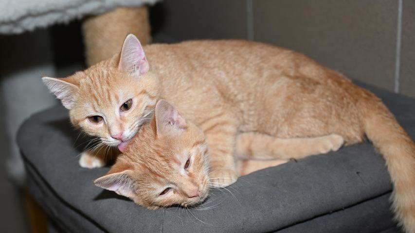 Als Doppelpack soll das rote Katzenpärchen „Muffin“ und „Kimba“ ein neues Zuhause bekommen, wobei bei diesen kleinen Wirbelwinden seitens der neuen Familie ein gutes Maß an Toleranz gefragt sein wird. Altersbedingt fällt den Kätzchen momentan nämlich nichts Gescheites ein. Dieses fröhliche Duo wünscht sich, nachdem schon der Start ins Leben nicht so glorreich verlief, eine liebe Familie, gerne mit schon größeren Kindern, und dem Häuschen im Grünen in verkehrsarmer Gegend. Um die Ausbreitung der Pandemie nicht zu fördern und um unsere Mitarbeiter und Besucher zu schützen, wurde das Tierheim Neumarkt komplett für Besucher, Gassigeher und Katzenstreichler geschlossen. Um den Tieren jedoch nicht die Chance auf ein neues Zuhause zu verbauen, finden Tiervermittlung und Beratung dennoch telefonisch beziehungsweise nach vorheriger Terminvereinbarung zwischen 14.30 und 17 Uhr unter Telefon (0 91 81) 2 28 62 statt. In Notfällen und im Falle von Fundtieren ist das Tierheim ebenfalls unter dieser Telefonnummer erreichbar. Hier geht es zur Internet-Seite des Tierheims
Als Doppelpack soll das rote Katzenpärchen „Muffin“ und „Kimba“ ein neues Zuhause bekommen, wobei bei diesen kleinen Wirbelwinden seitens der neuen Familie ein gutes Maß an Toleranz gefragt sein wird. Altersbedingt fällt den Kätzchen momentan nämlich nichts Gescheites ein. Dieses fröhliche Duo wünscht sich, nachdem schon der Start ins Leben nicht so glorreich verlief, eine liebe Familie, gerne mit schon größeren Kindern, und dem Häuschen im Grünen in verkehrsarmer Gegend. Um die Ausbreitung der Pandemie nicht zu fördern und um unsere Mitarbeiter und Besucher zu schützen, wurde das Tierheim Neumarkt komplett für Besucher, Gassigeher und Katzenstreichler geschlossen. Um den Tieren jedoch nicht die Chance auf ein neues Zuhause zu verbauen, finden Tiervermittlung und Beratung dennoch telefonisch beziehungsweise nach vorheriger Terminvereinbarung zwischen 14.30 und 17 Uhr unter Telefon (0 91 81) 2 28 62 statt. In Notfällen und im Falle von Fundtieren ist das Tierheim ebenfalls unter dieser Telefonnummer erreichbar. Hier geht es zur Internet-Seite des Tierheims