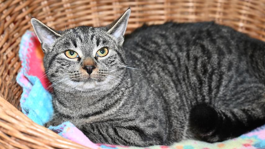 Eine liebe Familie, gerne mit schon größeren Kindern, und dem Häuschen im Grünen in verkehrsarmer Gegend: Auch die getigerte Katze „Katja“ hat genau diese Vorstellungen von ihrem zukünftigen Zuhause, wobei Katja ihre Menschen um sich haben und nicht den lieben langen Tag alleine sein möchte. Die zutrauliche, sehr menschenfreundliche, etwa 2 Jahre alte „Katja“ kam als Fundtier ins Tierheim und mangels einer Kennzeichnung konnte sie ihren Besitzern leider nicht zugeordnet werden. Um die Ausbreitung der Pandemie nicht zu fördern und um unsere Mitarbeiter und Besucher zu schützen, wurde das Tierheim Neumarkt komplett für Besucher, Gassigeher und Katzenstreichler geschlossen. Um den Tieren jedoch nicht die Chance auf ein neues Zuhause zu verbauen, finden Tiervermittlung und Beratung dennoch telefonisch beziehungsweise nach vorheriger Terminvereinbarung zwischen 14.30 und 17 Uhr unter Telefon (0 91 81) 2 28 62 statt. In Notfällen und im Falle von Fundtieren ist das Tierheim ebenfalls unter dieser Telefonnummer erreichbar. Hier geht es zur Internet-Seite des Tierheims
Eine liebe Familie, gerne mit schon größeren Kindern, und dem Häuschen im Grünen in verkehrsarmer Gegend: Auch die getigerte Katze „Katja“ hat genau diese Vorstellungen von ihrem zukünftigen Zuhause, wobei Katja ihre Menschen um sich haben und nicht den lieben langen Tag alleine sein möchte. Die zutrauliche, sehr menschenfreundliche, etwa 2 Jahre alte „Katja“ kam als Fundtier ins Tierheim und mangels einer Kennzeichnung konnte sie ihren Besitzern leider nicht zugeordnet werden. Um die Ausbreitung der Pandemie nicht zu fördern und um unsere Mitarbeiter und Besucher zu schützen, wurde das Tierheim Neumarkt komplett für Besucher, Gassigeher und Katzenstreichler geschlossen. Um den Tieren jedoch nicht die Chance auf ein neues Zuhause zu verbauen, finden Tiervermittlung und Beratung dennoch telefonisch beziehungsweise nach vorheriger Terminvereinbarung zwischen 14.30 und 17 Uhr unter Telefon (0 91 81) 2 28 62 statt. In Notfällen und im Falle von Fundtieren ist das Tierheim ebenfalls unter dieser Telefonnummer erreichbar. Hier geht es zur Internet-Seite des Tierheims