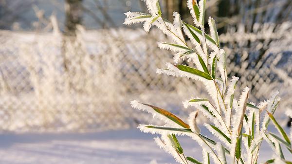 Rollen sich die Blätter des Bambus zusammen, versucht die Pflanze, ihren Wasserverlust zu minimieren. Auch gelblich-braune Blätterspitzen sind ein Anzeichen dafür, dass es dem Bambus zu trocken ist. Er sollte dann an frostfreien Tagen gründlich gegossen werden.