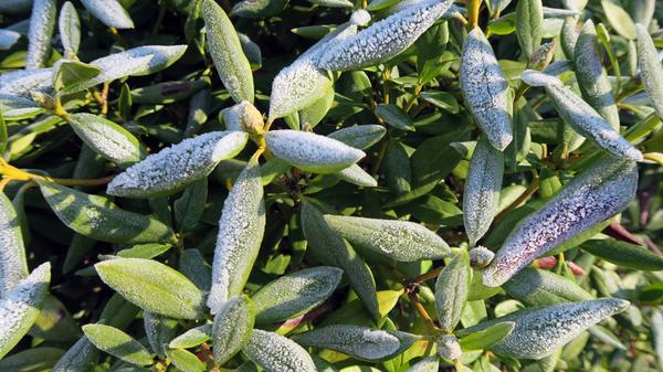Fast alle Rhododendron-Sorten sind winterhart, nur in Kübeln gezogene Pflanzen sollte man vor zu viel Frost schützen. Wichtig ist in jedem Fall, dass die Pflanze schon vor Beginn des Frosts im Spätherbst reichlich gegossen wird, und dann wieder an frostfreien Tagen. Bei Minusgraden und starkem Sonnenschein können dennoch Trockenschäden auftreten. Hält eine solche Witterung länger an, kann man mit Schilfmatten Schatten kreieren und den Wasserverlust verringern.