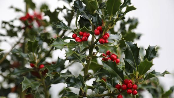 Die Europäische Stechpalme hat mit Frost kein Problem, ihr Japanischer Vetter kann dagegen nicht draußen überwintern. Über die immergrünen Blätter verliert sie jedoch auch im Winter Wasser durch Verdunstung. Wird sie regelmäßig gegossen, bleibt sie gesund und kann Vögeln als wichtige Nahrungsquelle dienen.