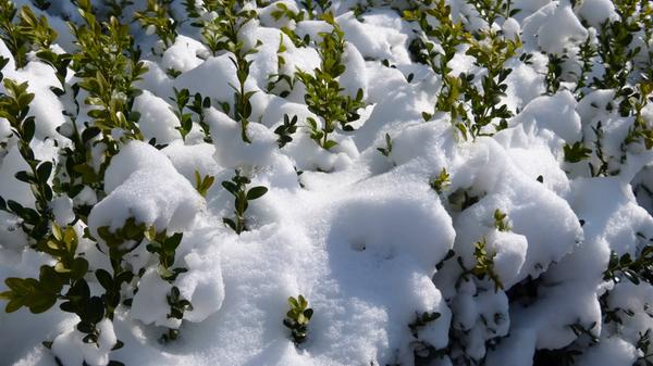 Ob als Hecke im Vorgarten oder kunstvoll geformte Sträucher in Kübeln, der Buchsbaum ist beliebt. Auch er verliert jedoch insbesondere bei sehr trockener Winterkälte viel Wasser. Damit die Blätter sich nicht braun werden, sollte er etwa einmal wöchentlich gegossen werden. Dabei sollte man darauf achten, dass überschüssiges Wasser ablaufen kann und nicht in Kübeln stehen bleibt.
